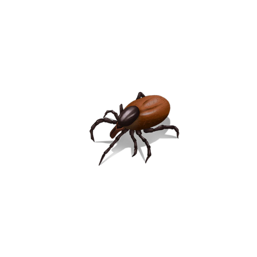 Ticks